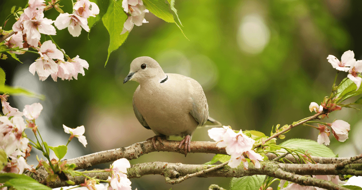 What is the meaning when you suddenly saw a dove?  
