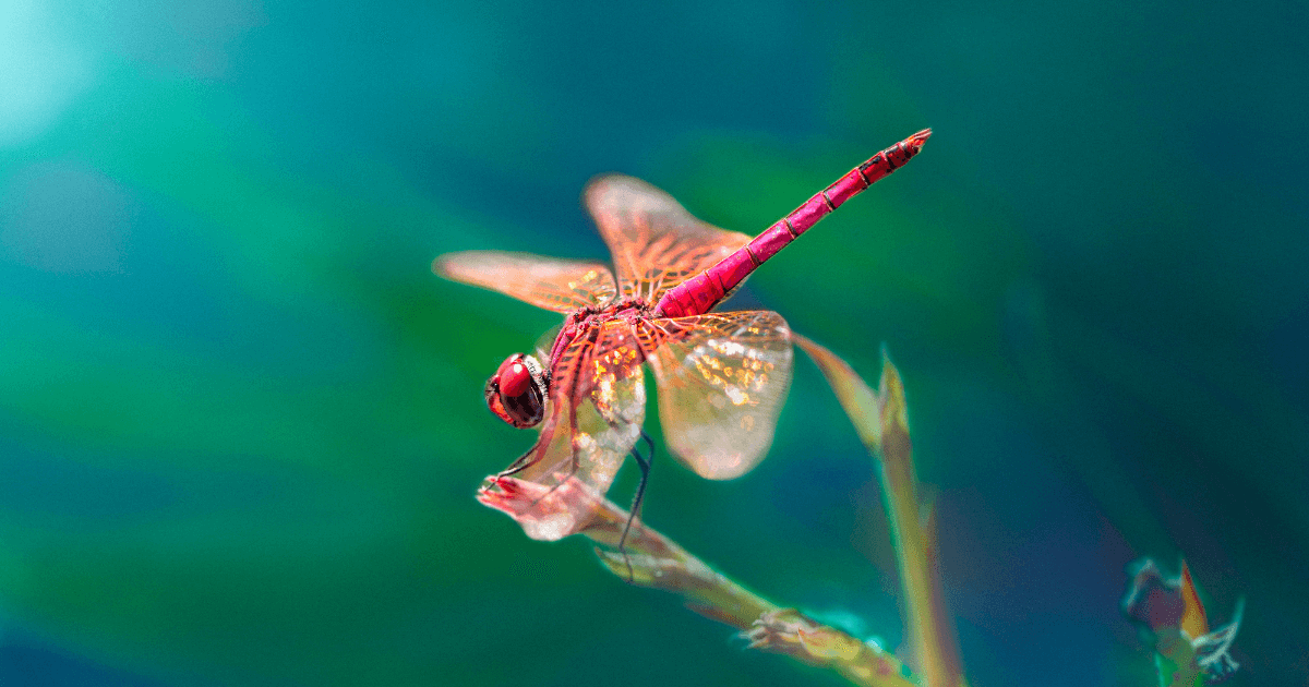 What is the reason behind the mystery of Dragonfly as Messengers?   