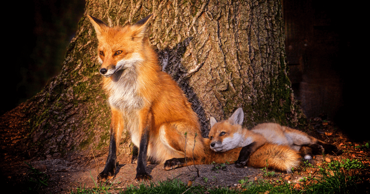 Fox & Sun