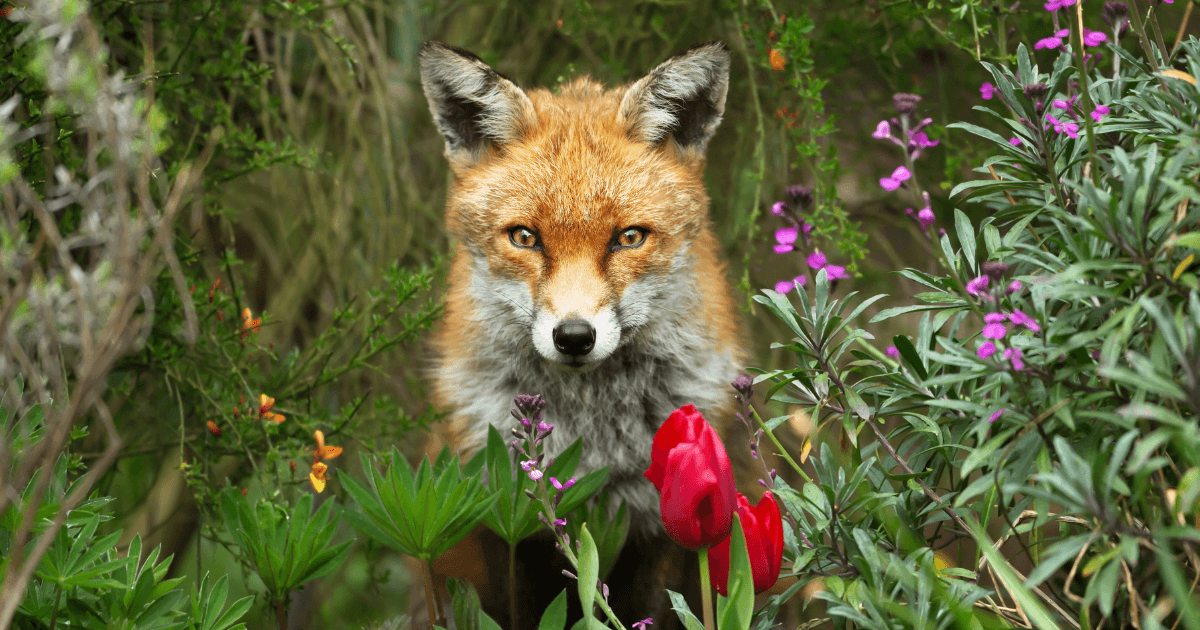 Fox & Garden