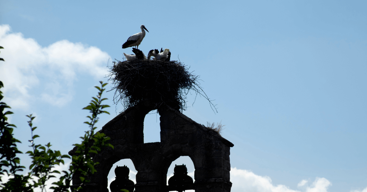 Stork & Tower
